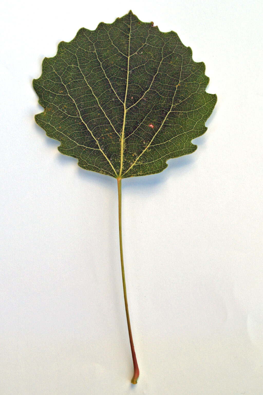 Hemslöjdsguiden » Asp