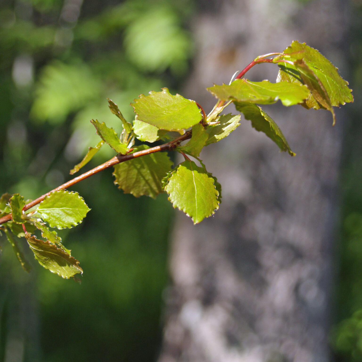 Hemslöjdsguiden » Asp